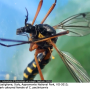 Ctenophora (Ctenophora) pectinicornis : body part(s) - head and thorax
