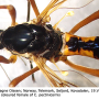 Ctenophora (Ctenophora) pectinicornis : body part(s) - head and thorax