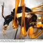 Ctenophora (Ctenophora) pectinicornis : body part(s) - head and thorax