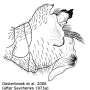 Ctenophora (Ctenophora) pectinicornis : hypopygium