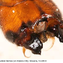 Ctenophora (Ctenophora) pectinicornis : hypopygium