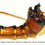 Ctenophora (Ctenophora) pectinicornis : hypopygium