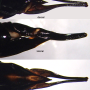 Ctenophora (Ctenophora) pectinicornis : ovipositor