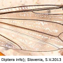 Ctenophora (Ctenophora) pectinicornis : wing