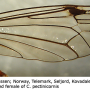 Ctenophora (Ctenophora) pectinicornis : wing