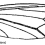 Ctenophora (Ctenophora) tricolor : wing