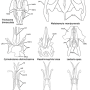 Cylindrotoma distinctissima : hypopygium