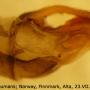 Cylindrotoma distinctissima : ovipositor