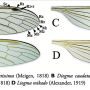 Cylindrotoma distinctissima : wing