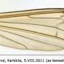 Cylindrotoma distinctissima : wing