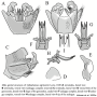 Cylindrotoma nigriventris : hypopygium