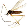 Dactylolabis (Coenolabis) aberrans : habitus - female