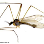 Dactylolabis (Coenolabis) aberrans : habitus - male