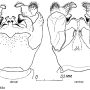 Dactylolabis (Coenolabis) aberrans : hypopygium