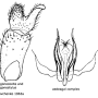 Dactylolabis (Coenolabis) aberrans : hypopygium