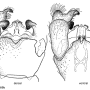 Dactylolabis (Coenolabis) aberrans : hypopygium