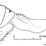 Dactylolabis (Coenolabis) aberrans : ovipositor