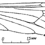 Dactylolabis (Coenolabis) aberrans : wing