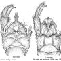Dactylolabis (Dactylolabis) cingulata : hypopygium