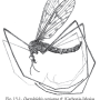 Dactylolabis (Dactylolabis) corsicana : habitus - male