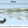 Dactylolabis (Dactylolabis) corsicana : habitus - male