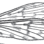 Dactylolabis (Dactylolabis) corsicana : wing