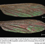 Dactylolabis (Dactylolabis) cubitalis : wing