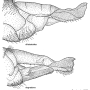 Dactylolabis (Dactylolabis) degradans : ovipositor