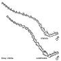 Dactylolabis (Dactylolabis) dilatata : body part(s) - antenna Dactylolabis (Dactylolabis) dilatata : body part(s) - antenna