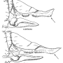 Dactylolabis (Dactylolabis) dilatata : ovipositor Dactylolabis (Dactylolabis) dilatata : ovipositor