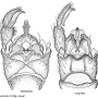 Dactylolabis (Dactylolabis) dilatatoides : hypopygium