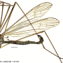 Dactylolabis (Dactylolabis) gracilistylus : habitus - male