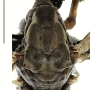Dactylolabis (Dactylolabis) gracilistylus : body part(s) - thorax