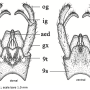 Dactylolabis (Dactylolabis) gracilistylus : hypopygium