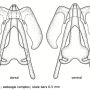 Dactylolabis (Dactylolabis) gracilistylus : hypopygium