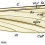Dactylolabis (Dactylolabis) gracilistylus : wing