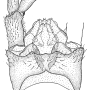 Dactylolabis (Dactylolabis) grunini : hypopygium