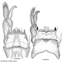 Dactylolabis (Dactylolabis) laticellula : hypopygium