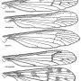 Dactylolabis (Dactylolabis) laticellula : wing