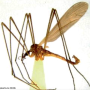 Dactylolabis (Dactylolabis) longicauda : habitus - male
