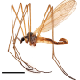 Dactylolabis (Dactylolabis) longicauda : habitus - male