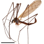 Dactylolabis (Dactylolabis) longicauda : habitus - male