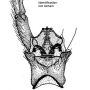 Dactylolabis (Dactylolabis) longicauda : hypopygium