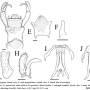 Dactylolabis (Dactylolabis) longicauda : hypopygium