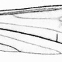 Dactylolabis (Dactylolabis) longicauda : wing