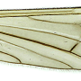 Dactylolabis (Dactylolabis) longicauda : wing