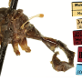 Dactylolabis (Dactylolabis) mokanica : habitus - male