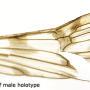 Dactylolabis (Dactylolabis) mokanica : wing