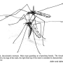 Dactylolabis (Dactylolabis) montana : habitus - copula