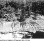 Dactylolabis (Dactylolabis) montana : habitat